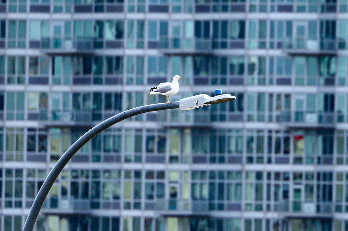 Ring-billed Gull - ML645326167