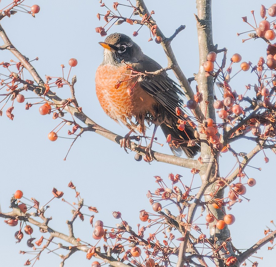 Wanderdrossel - ML645326168