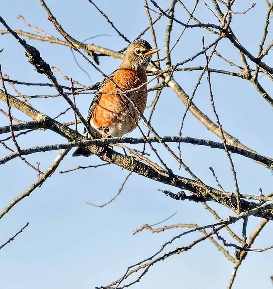 Wanderdrossel - ML645326169