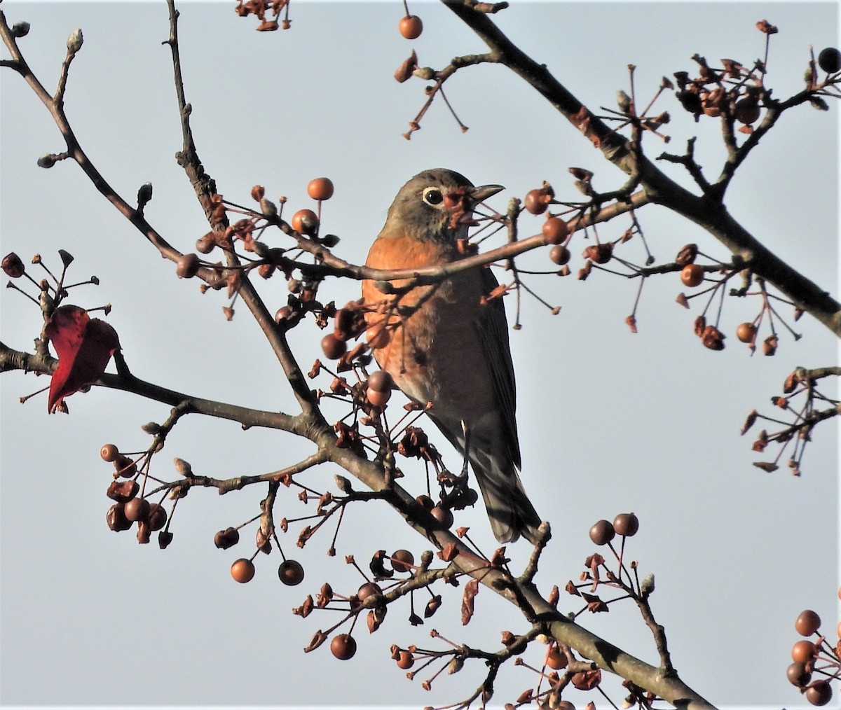 Wanderdrossel - ML645326170