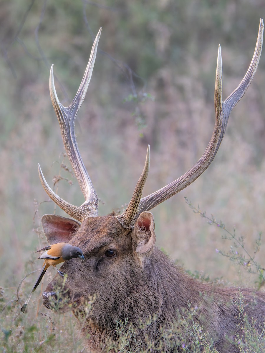Rufous Treepie - ML645326174