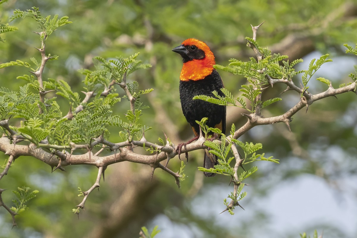 ベニビタイキンランチョウ - ML645326183