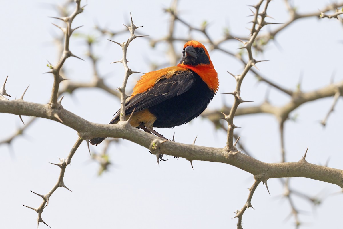 ベニビタイキンランチョウ - ML645326184