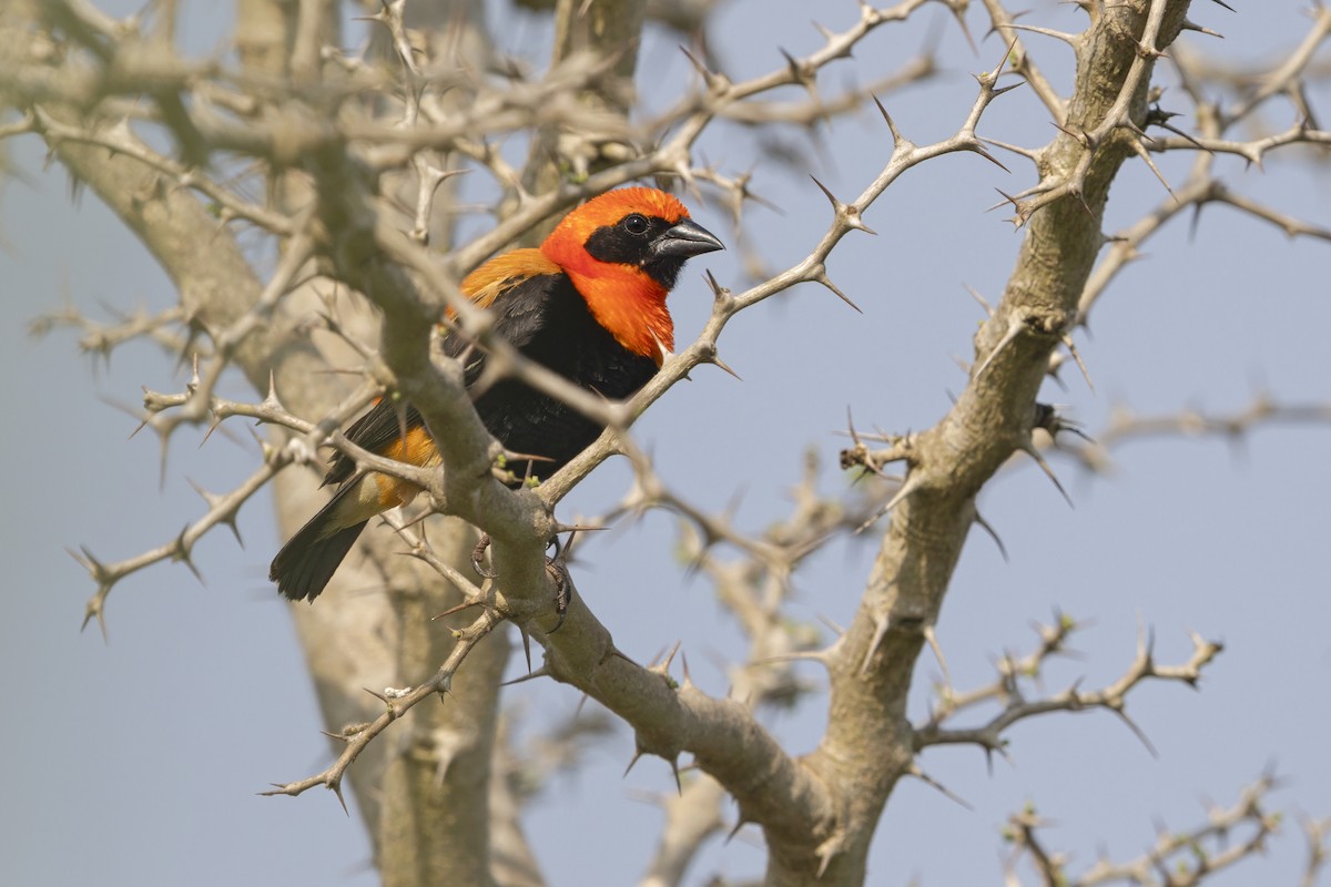 ベニビタイキンランチョウ - ML645326185