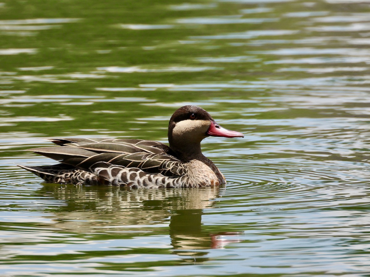 アカハシオナガガモ - ML645326189