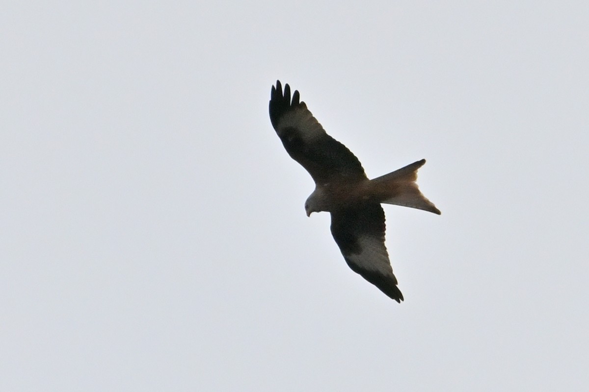 アカトビ - ML645326194