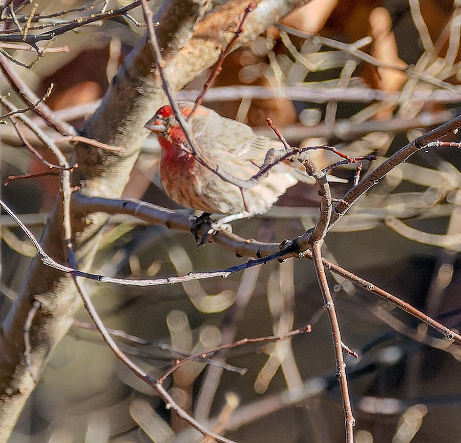 メキシコマシコ - ML645326196