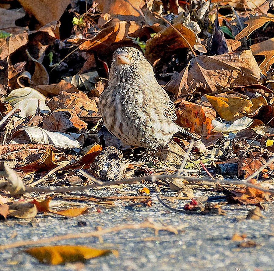 メキシコマシコ - ML645326197