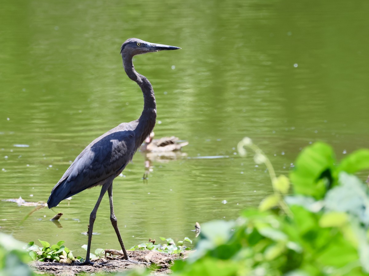 マダガスカルサギ - ML645326198