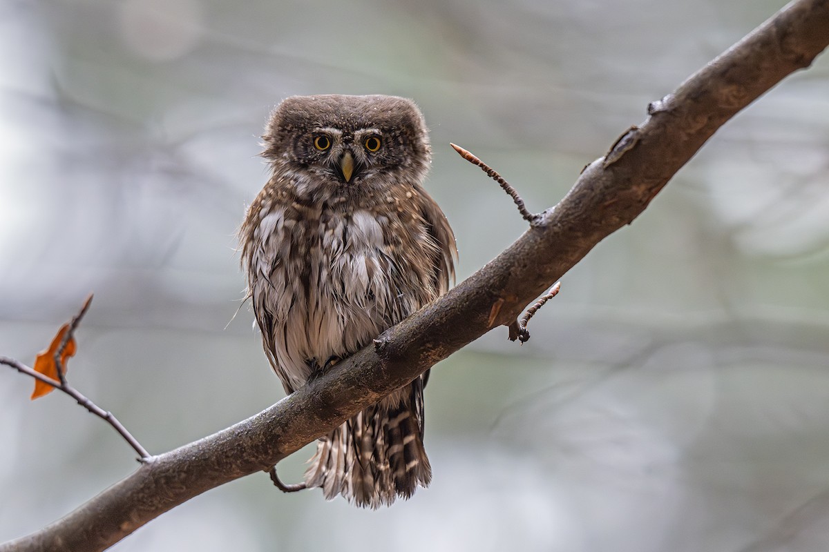 スズメフクロウ - ML645326200