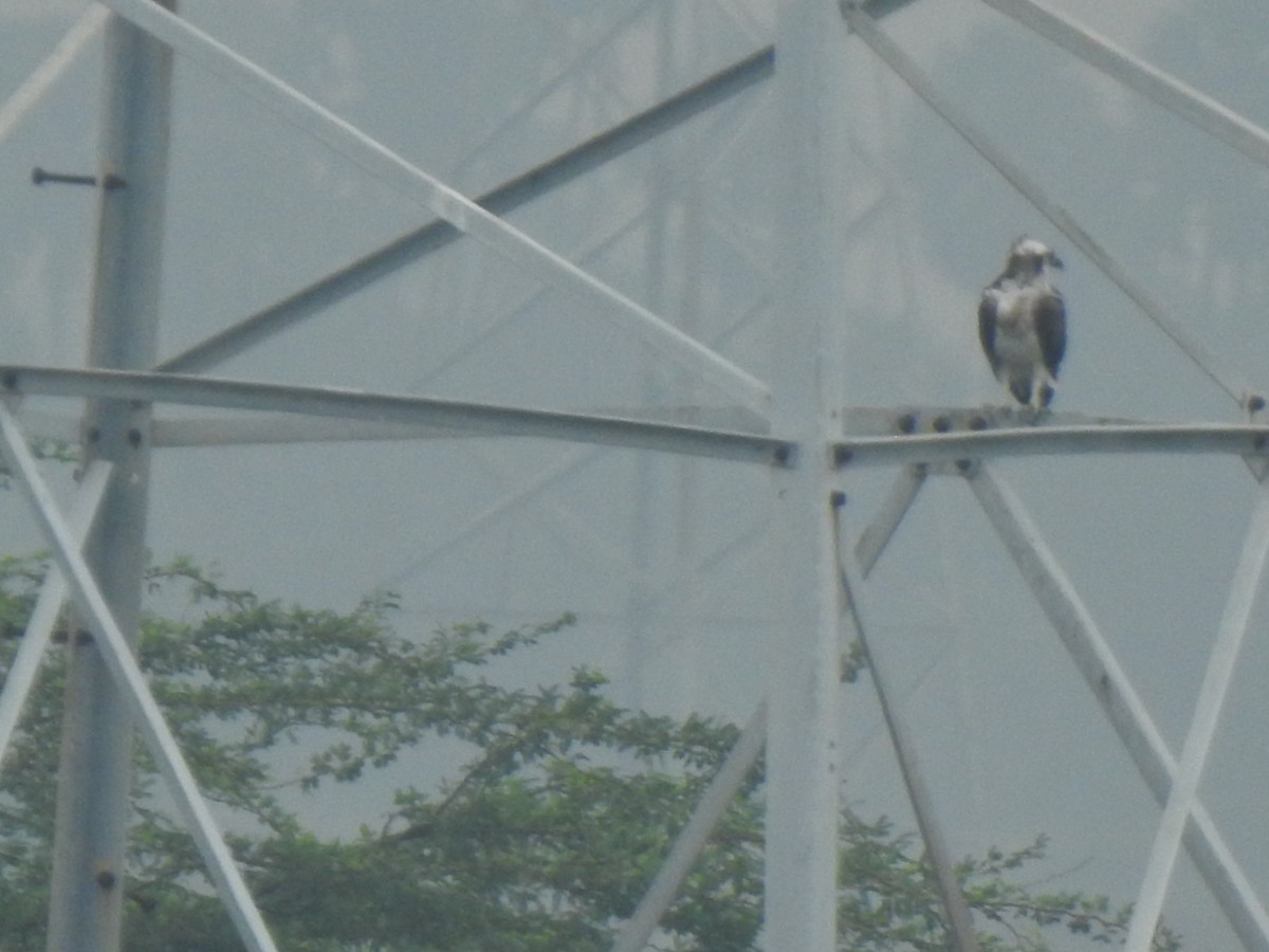 ミサゴ - ML645326201