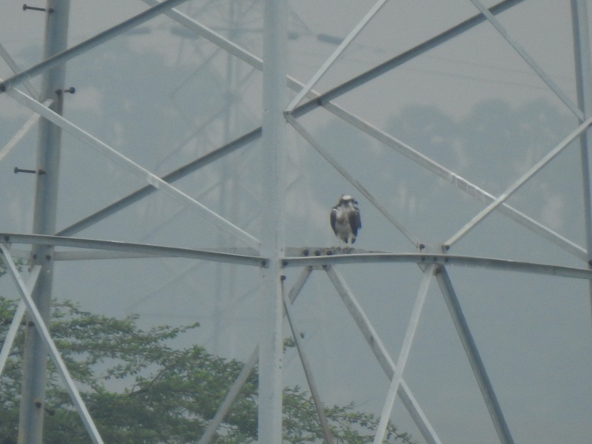 ミサゴ - ML645326203