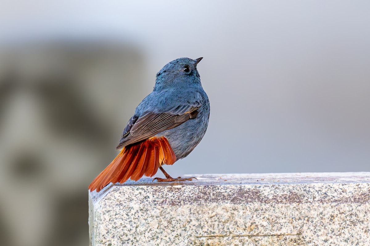 カワビタキ - ML645326204