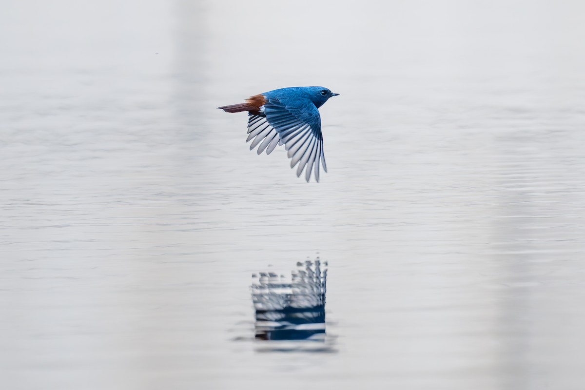 カワビタキ - ML645326205