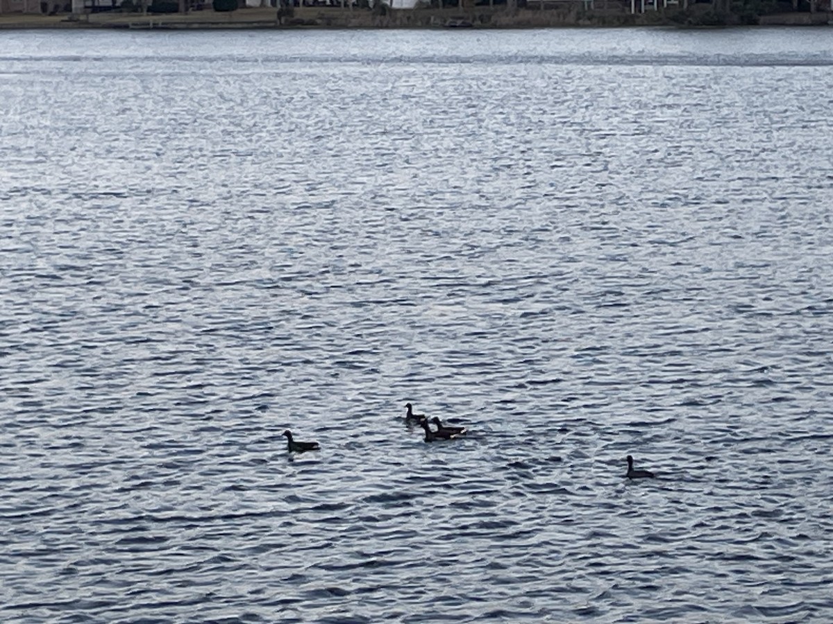 アメリカバン - ML645326207