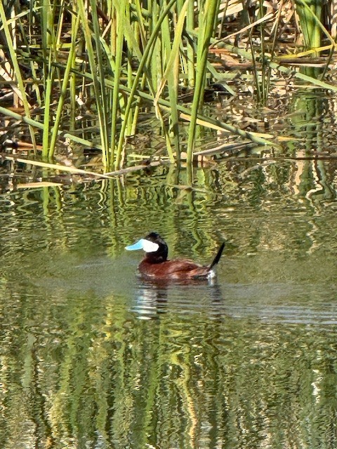 アカオタテガモ - ML645326208