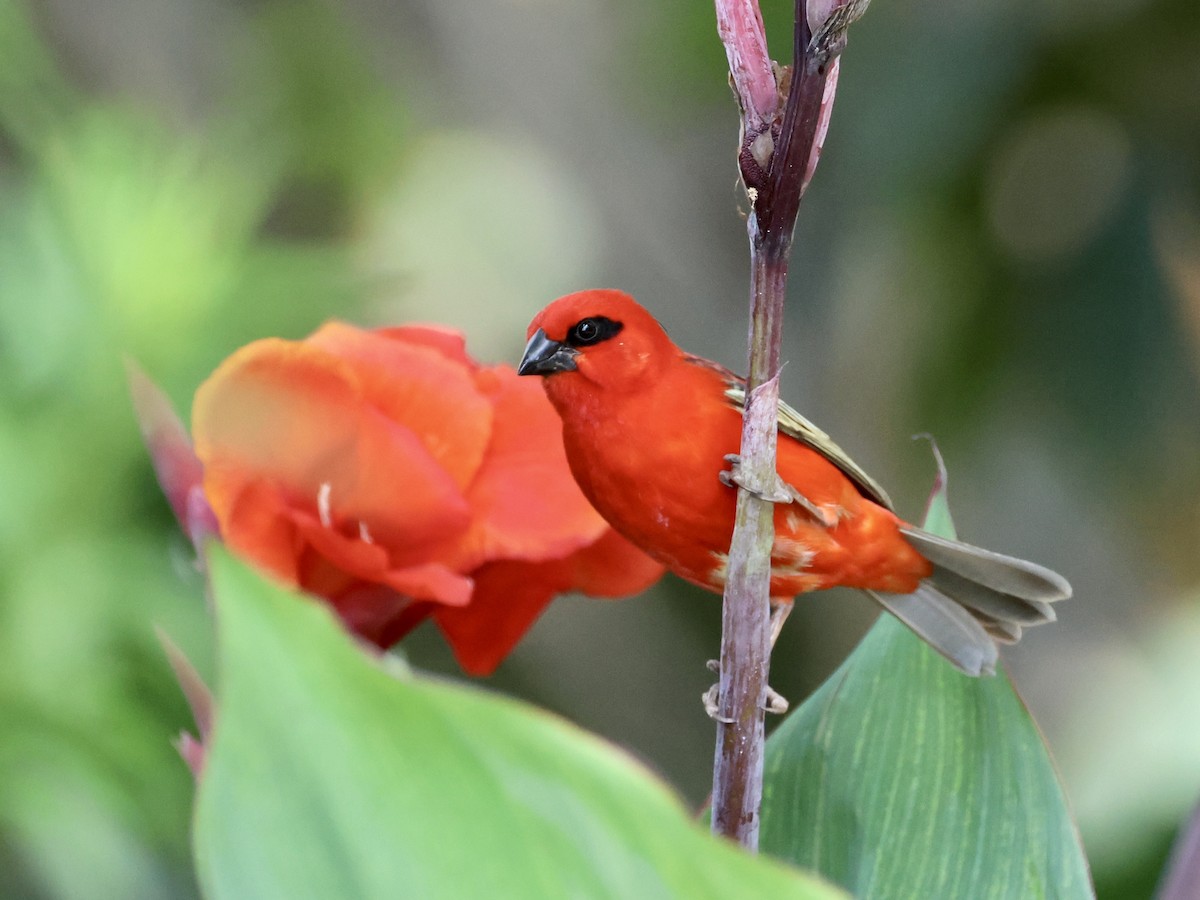 ベニノジコ - ML645326209