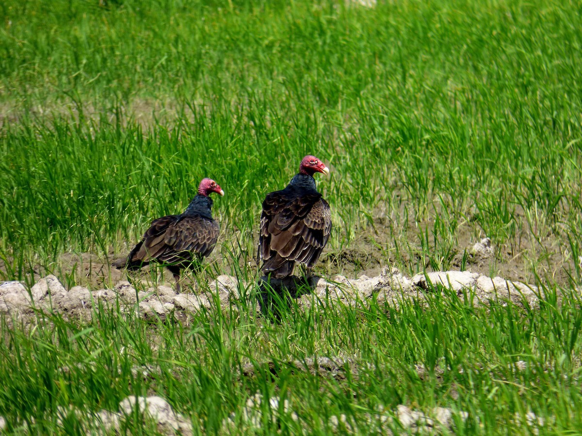 ヒメコンドル - ML645326210