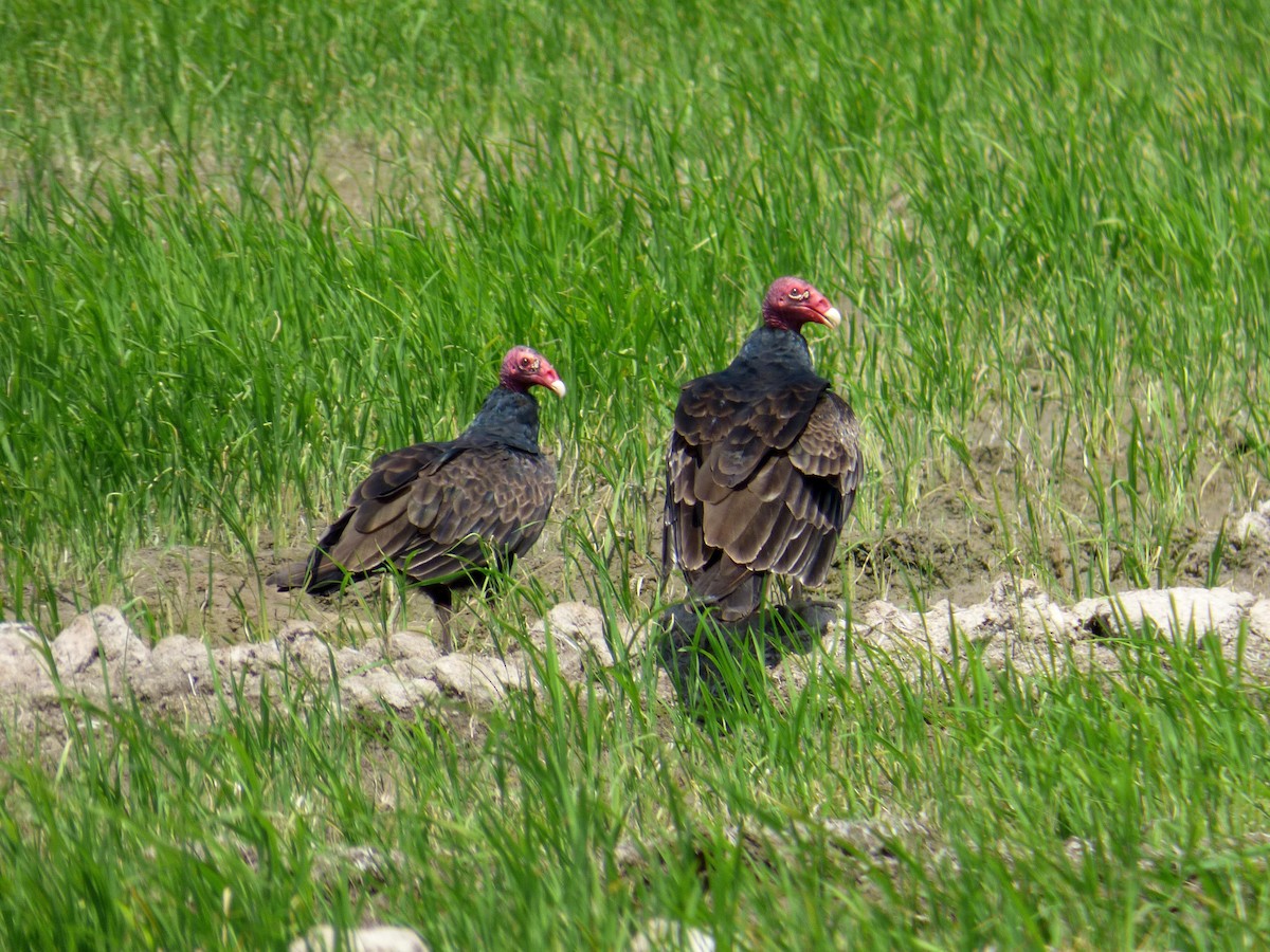 ヒメコンドル - ML645326211