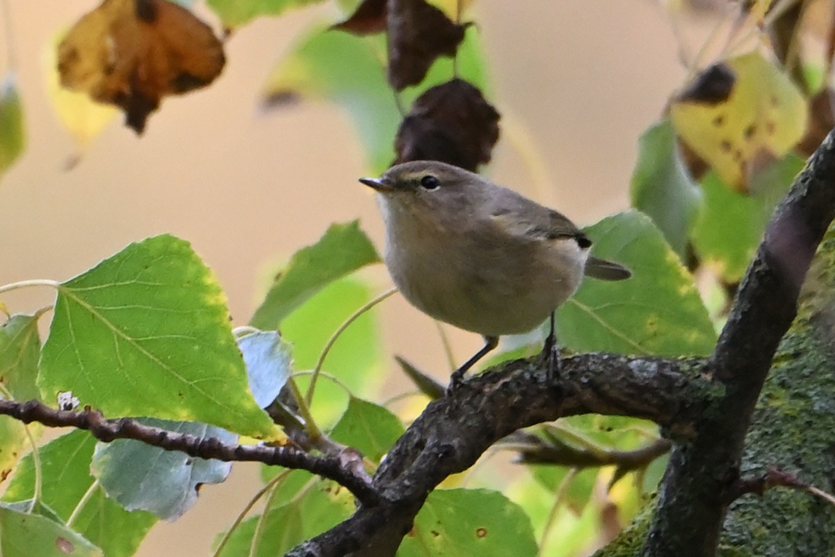 チフチャフ - ML645326212