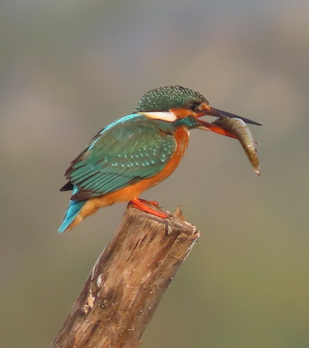 Asian Woolly-necked Stork - ML645326214