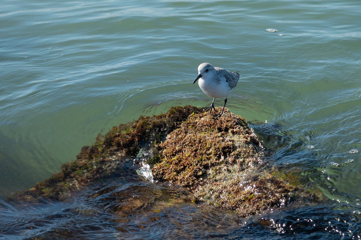 ミユビシギ - ML645326215