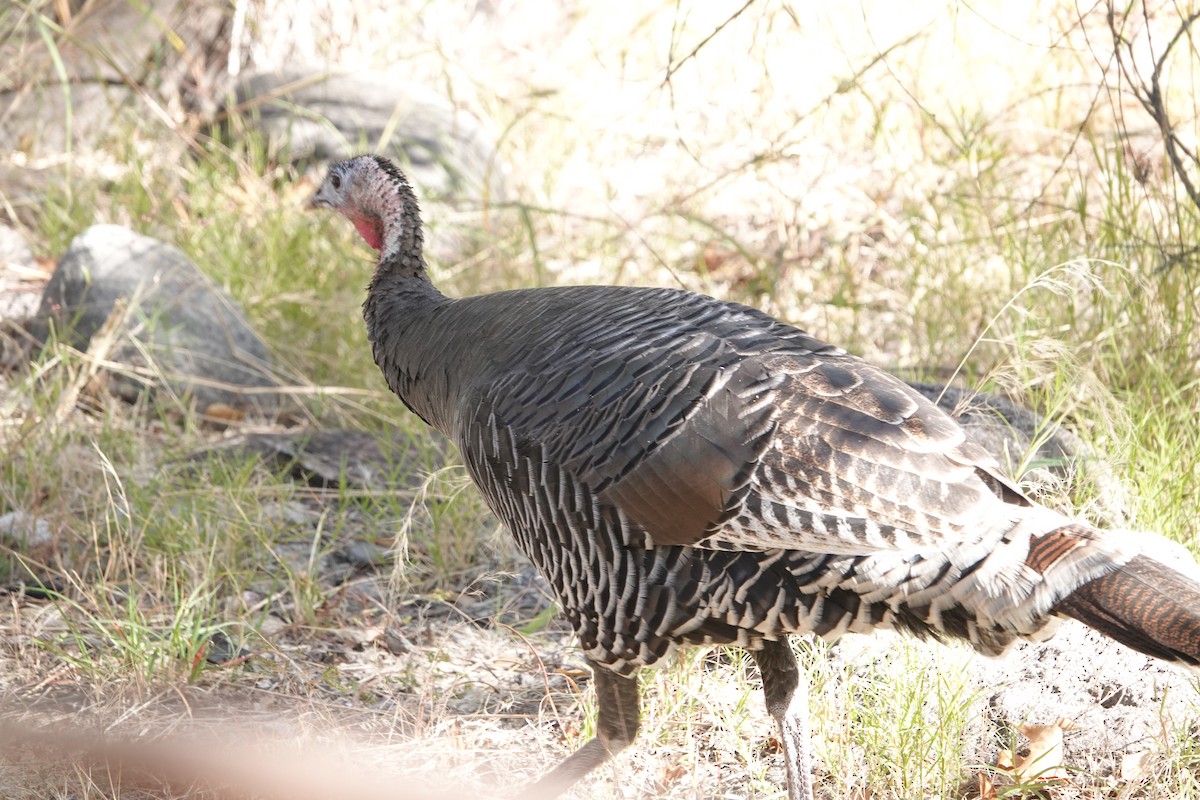 シチメンチョウ - ML645326216