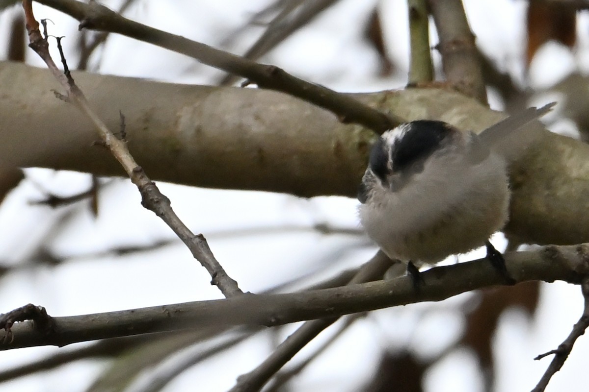 エナガ - ML645326217