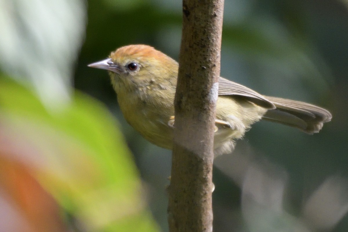 ズアカチメドリ - ML645326218