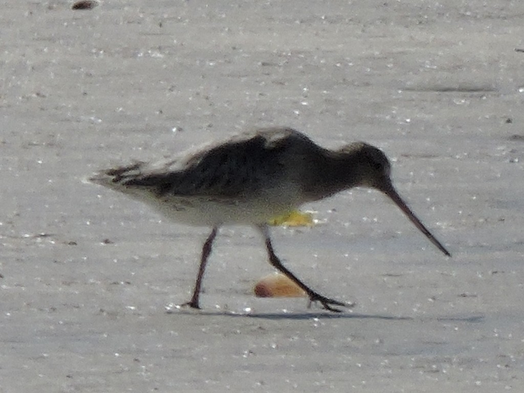 オオソリハシシギ - ML645326219