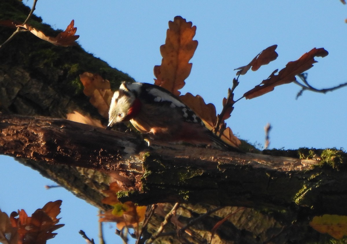 ヒメアカゲラ - ML645326221