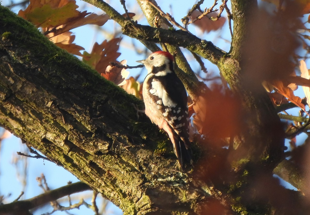 ヒメアカゲラ - ML645326222