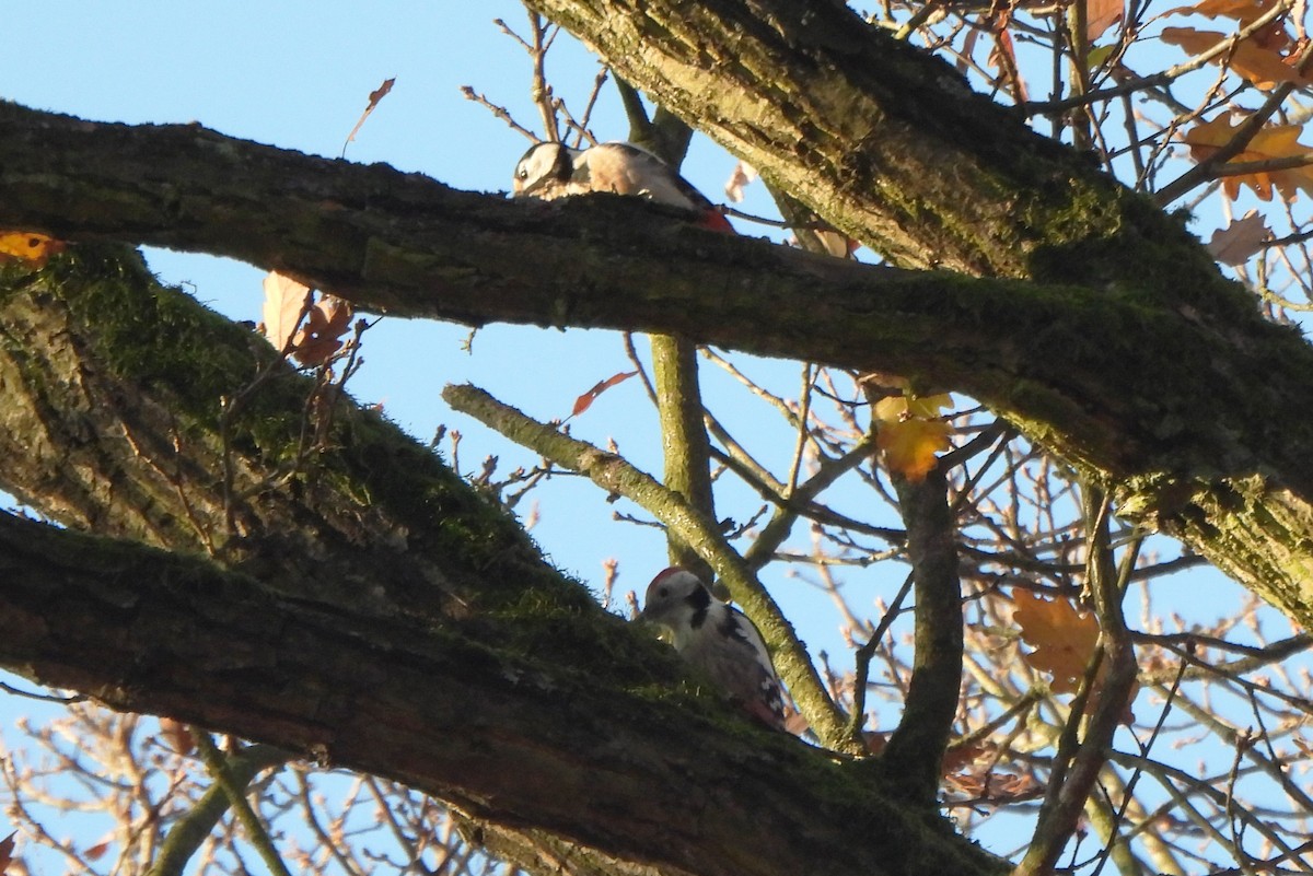 ヒメアカゲラ - ML645326223