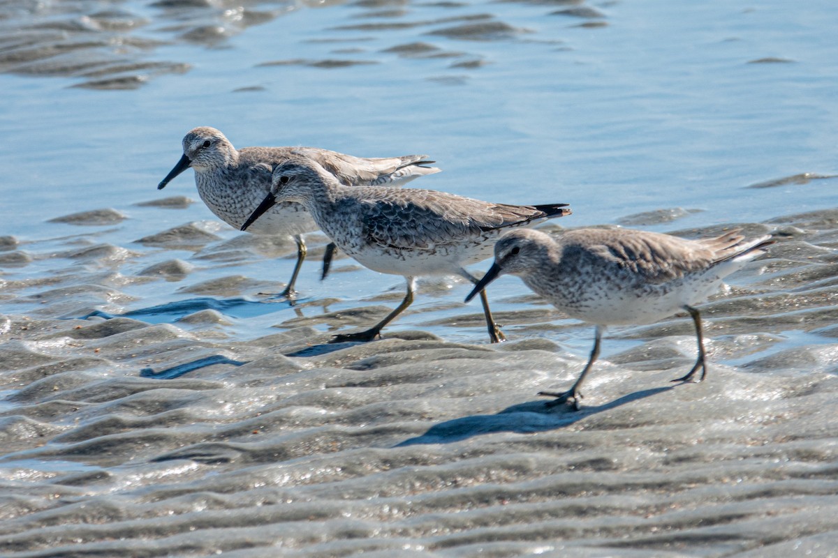 コオバシギ - ML645326225