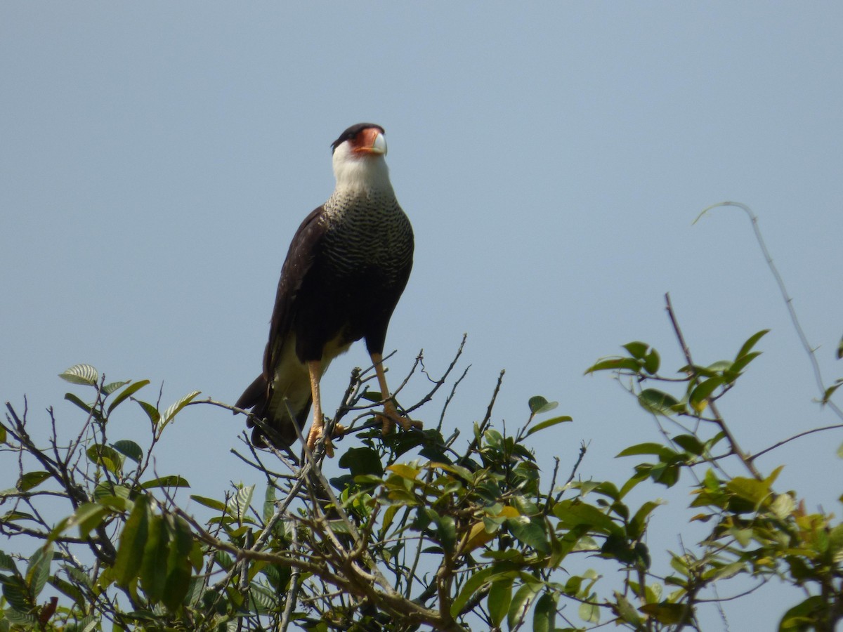 Crested Caracara (Northern) - ML645326245
