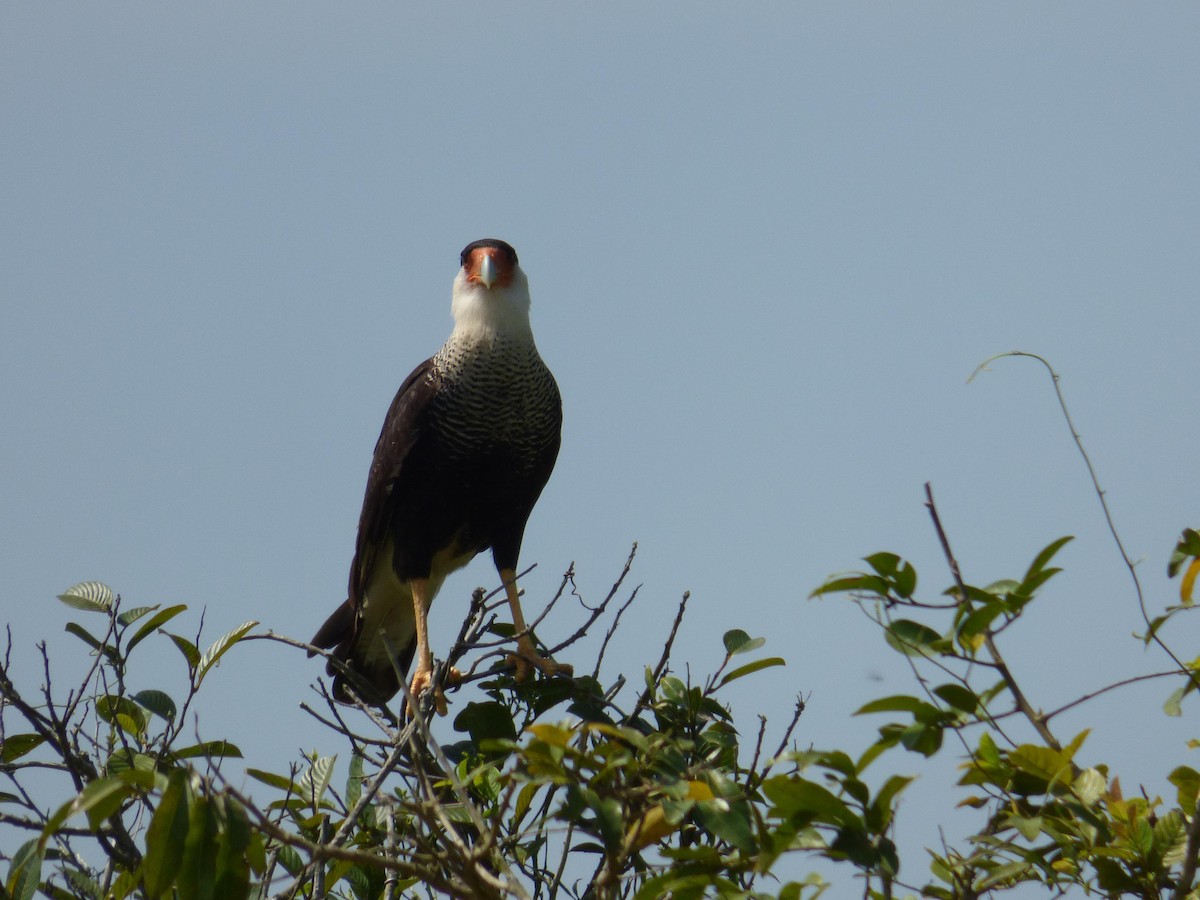 Crested Caracara (Northern) - ML645326246