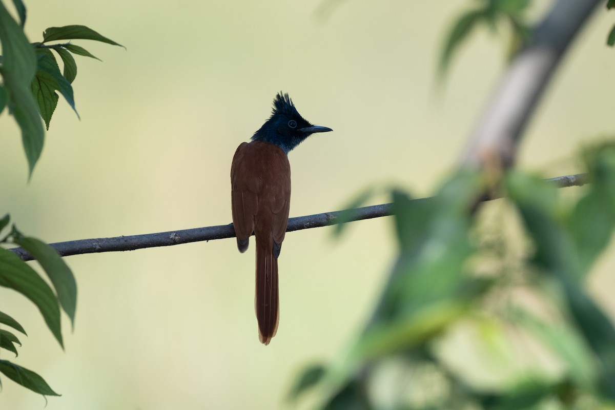 Indian Paradise-Flycatcher - ML645326250