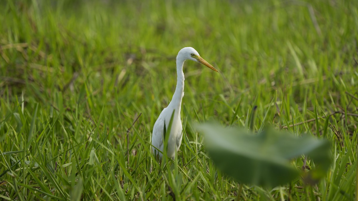 Plumed Egret - ML645326262