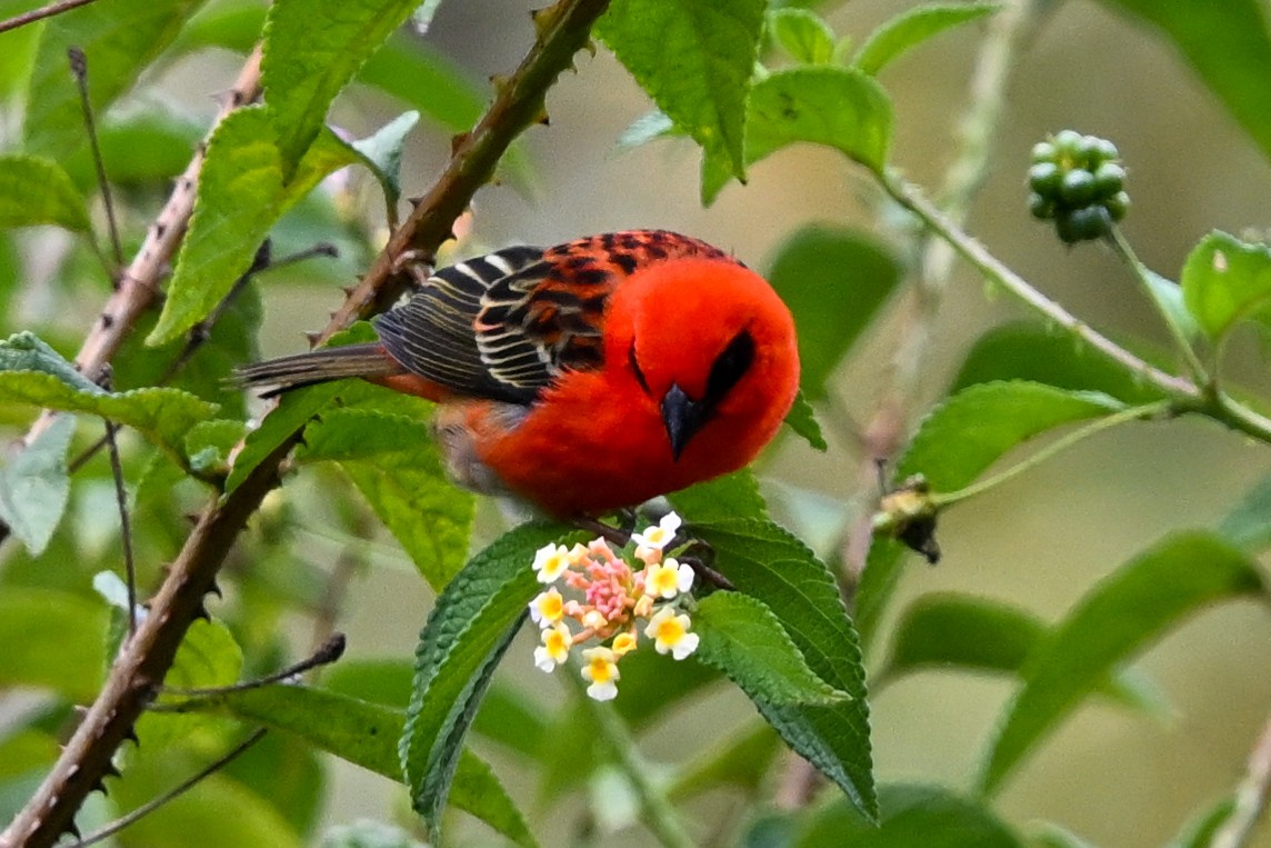 Red Fody - ML645326268