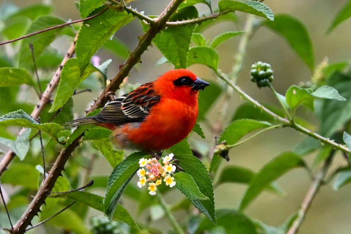 Red Fody - ML645326269