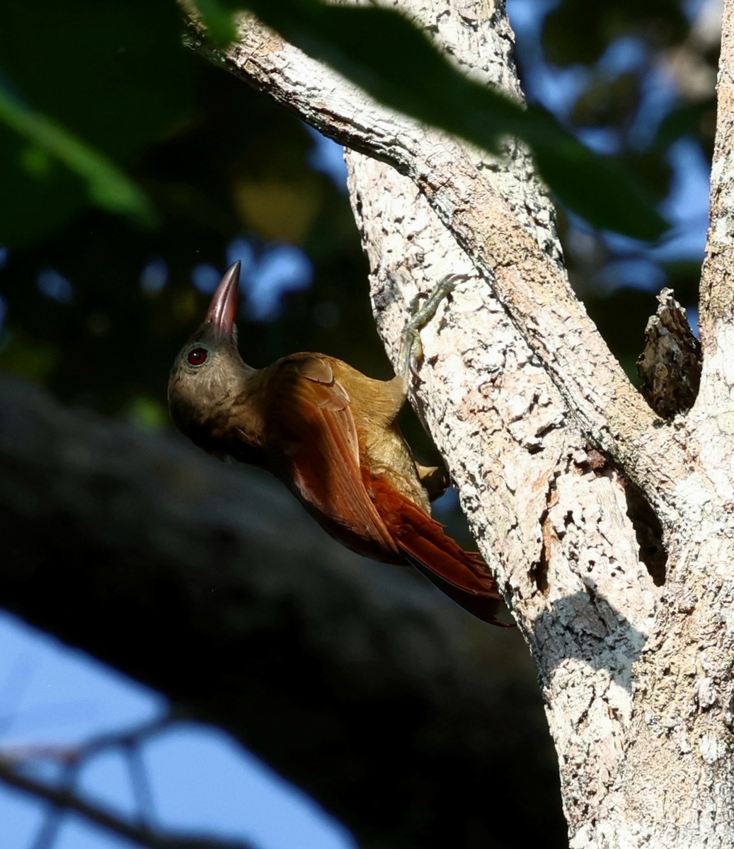 Uniform Woodcreeper - ML645326323