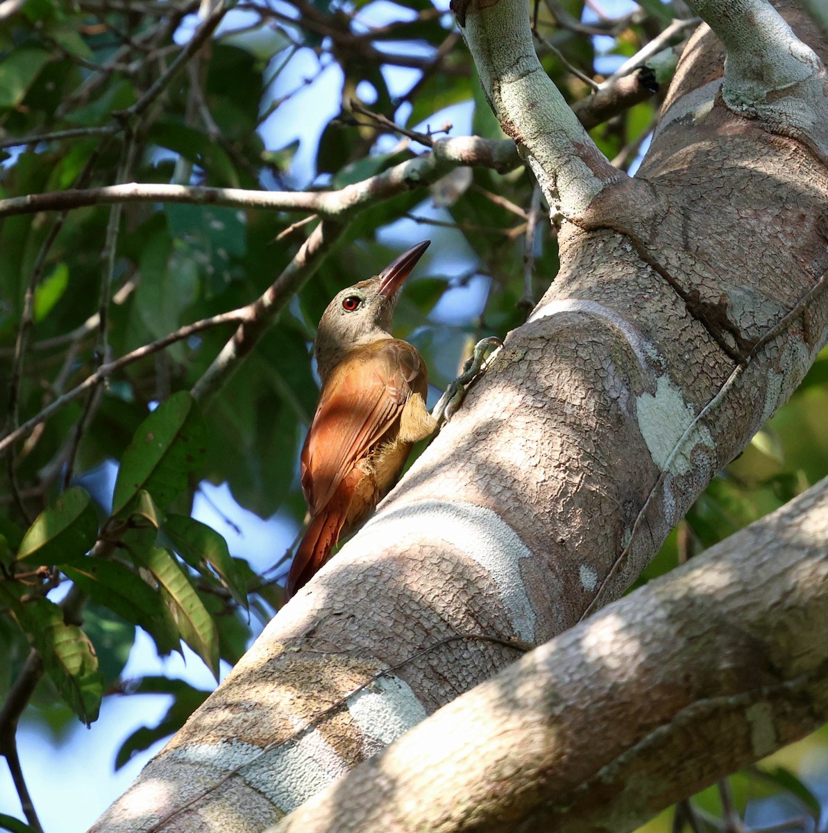 Uniform Woodcreeper - ML645326324