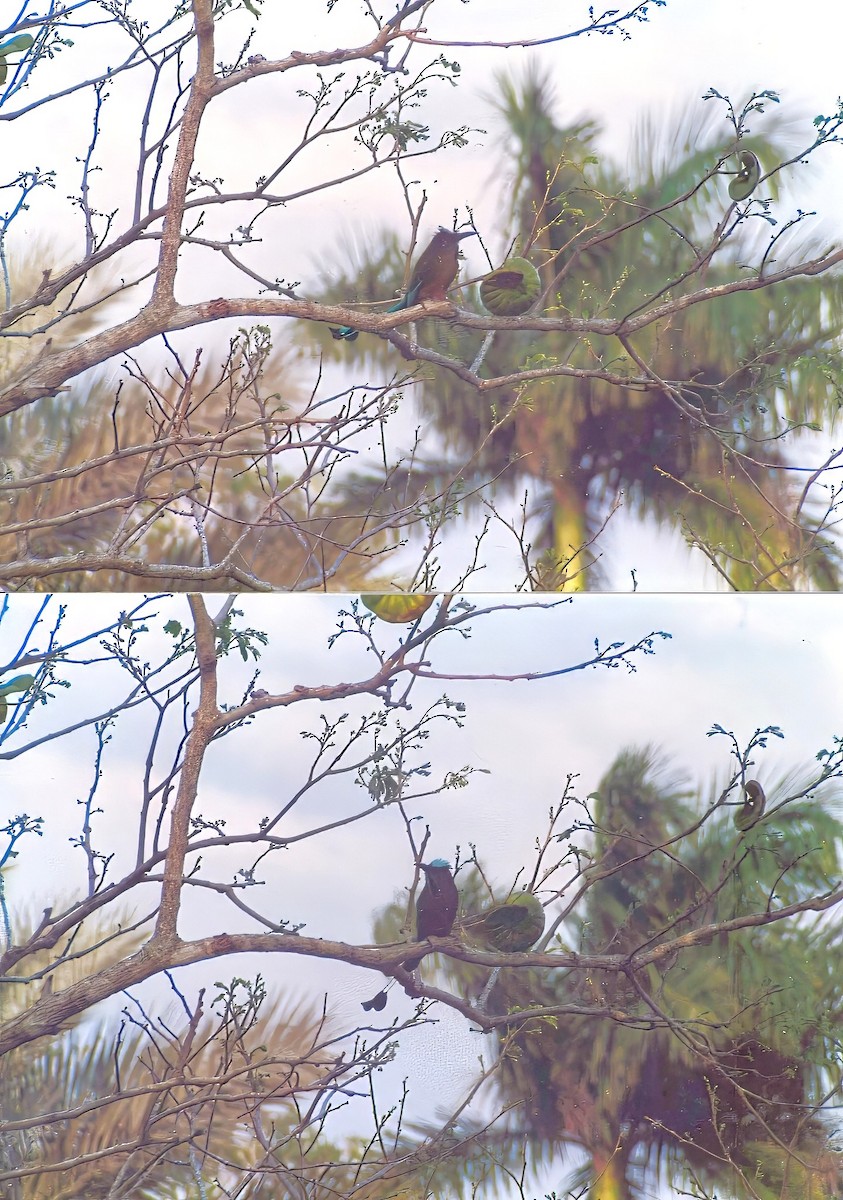 Момот рудочеревий - ML645326328