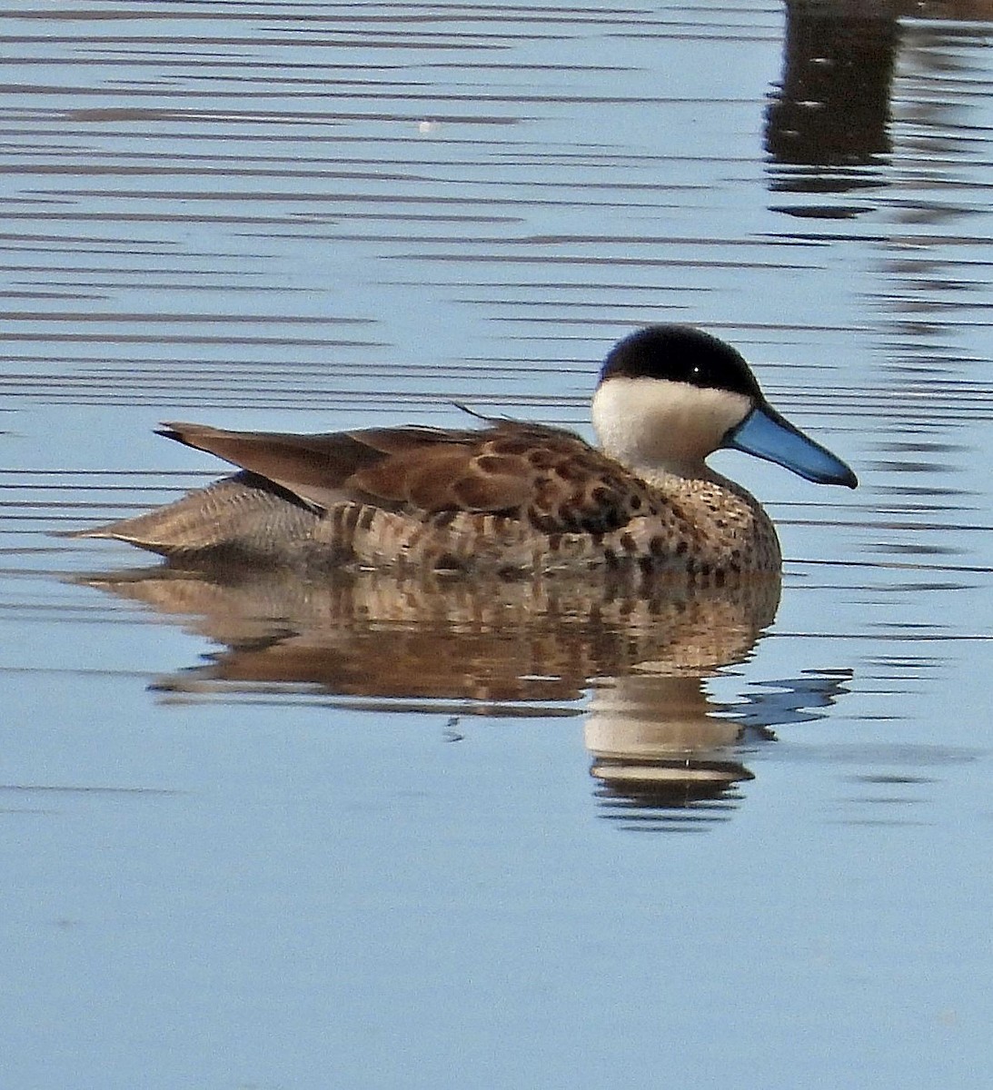 Puna Teal - ML645326329