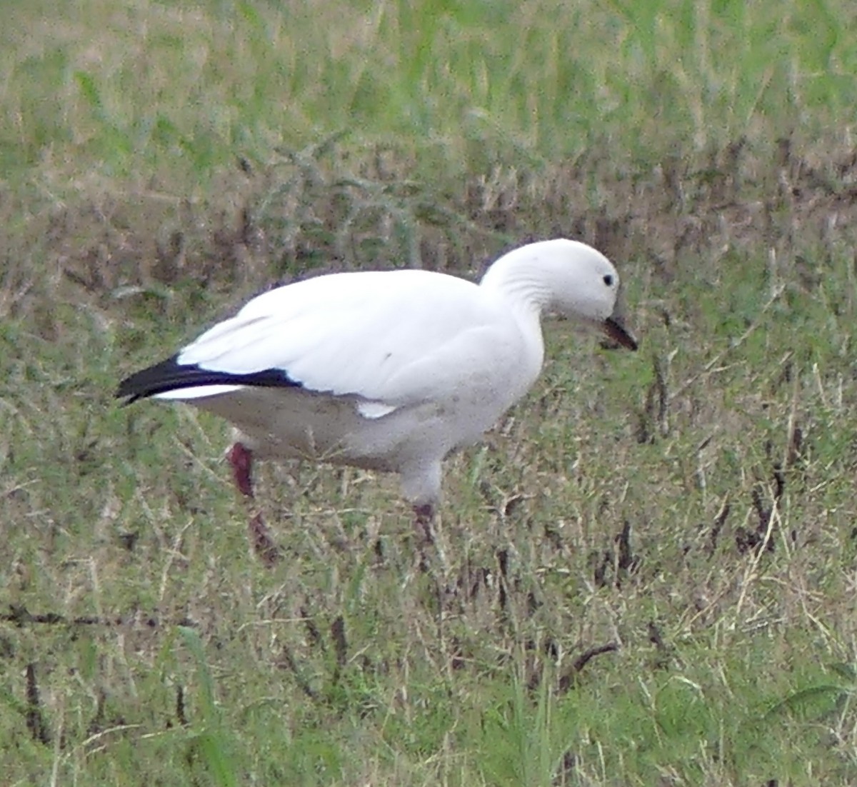 Ross's Goose - ML645326330