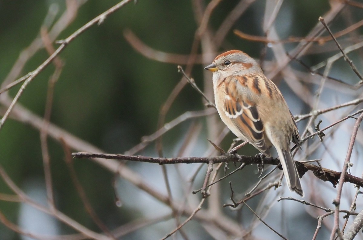 American Tree Sparrow - ML645326342