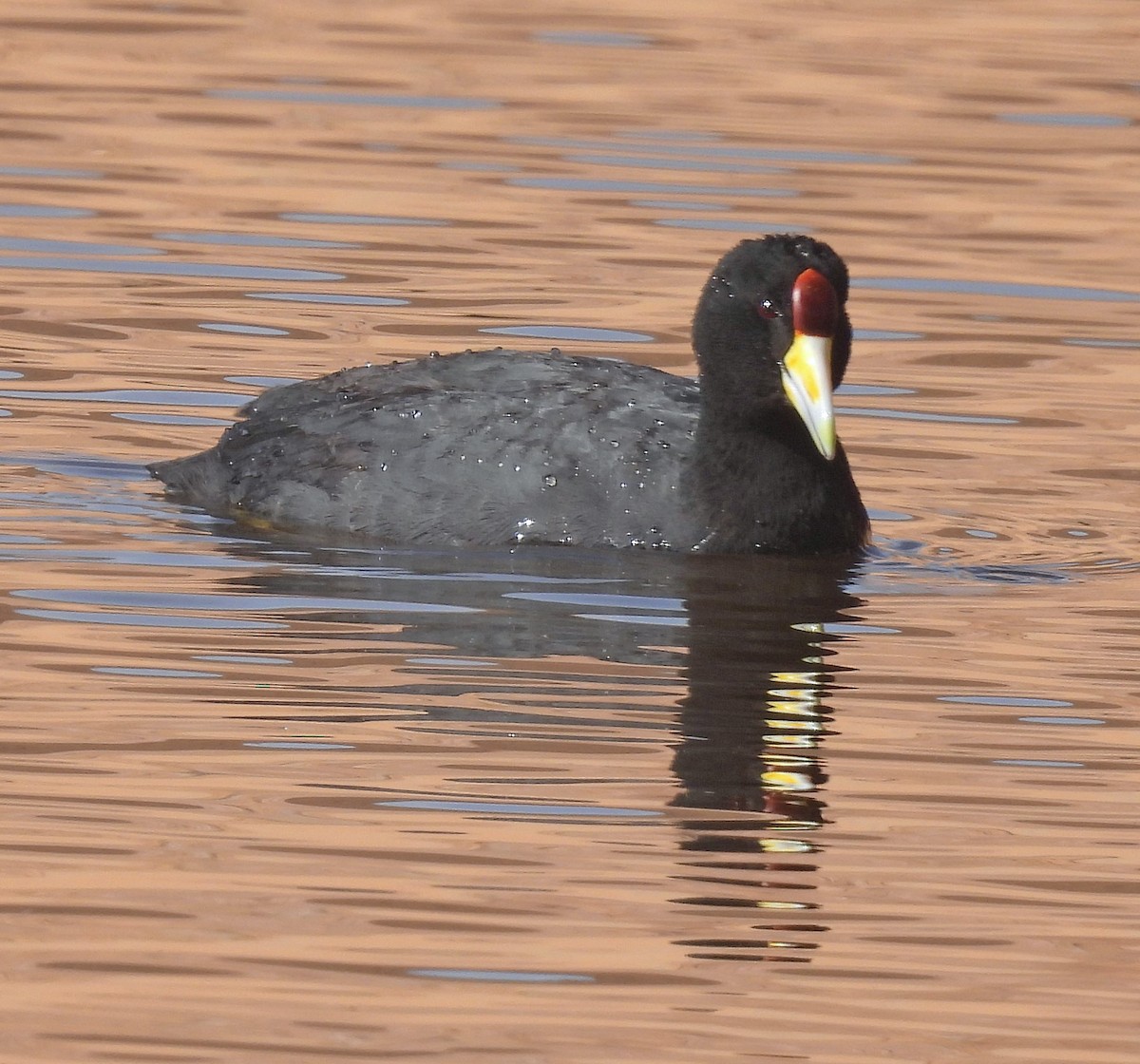 Slate-colored Coot - ML645326343