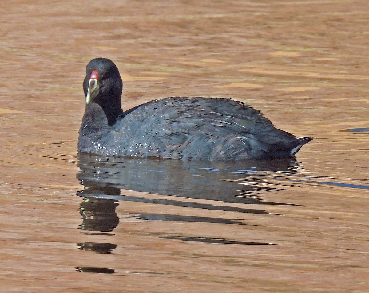 Slate-colored Coot - ML645326344