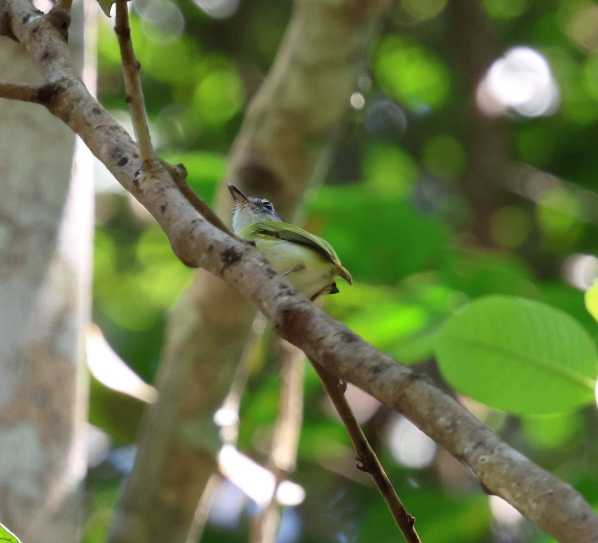 Short-tailed Pygmy-Tyrant - ML645326345