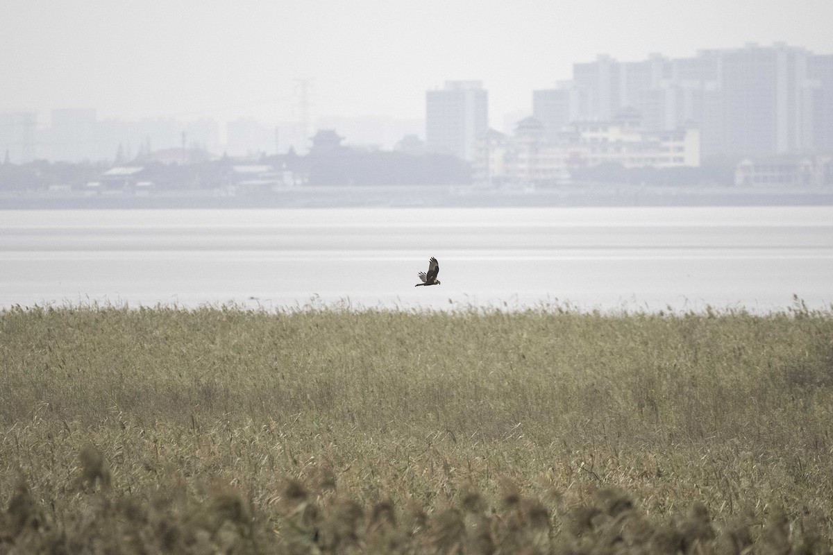 Eastern Marsh Harrier - ML645326350